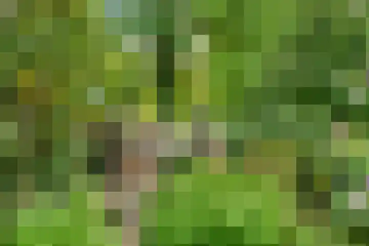 Kieveen 12 Westerbork thumbnail 33