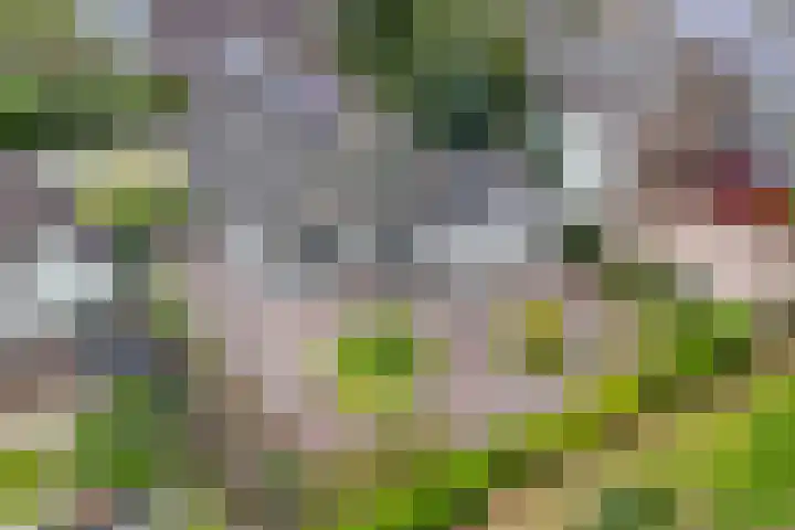 Kieviet 25 Bedum thumbnail 26