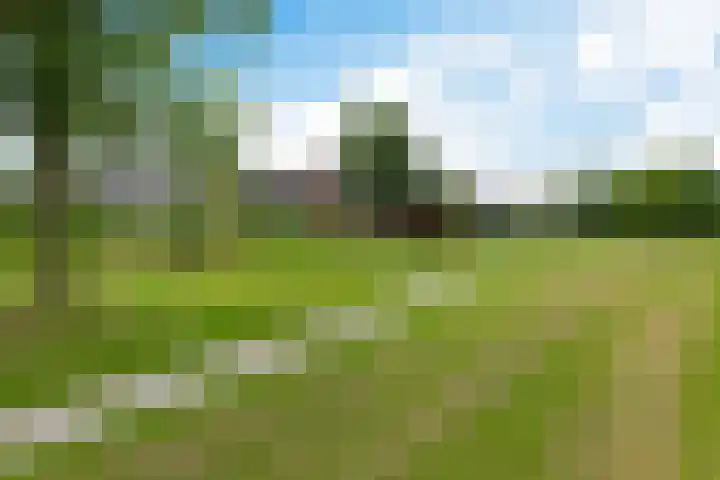 Kieviet 25 Bedum thumbnail 27