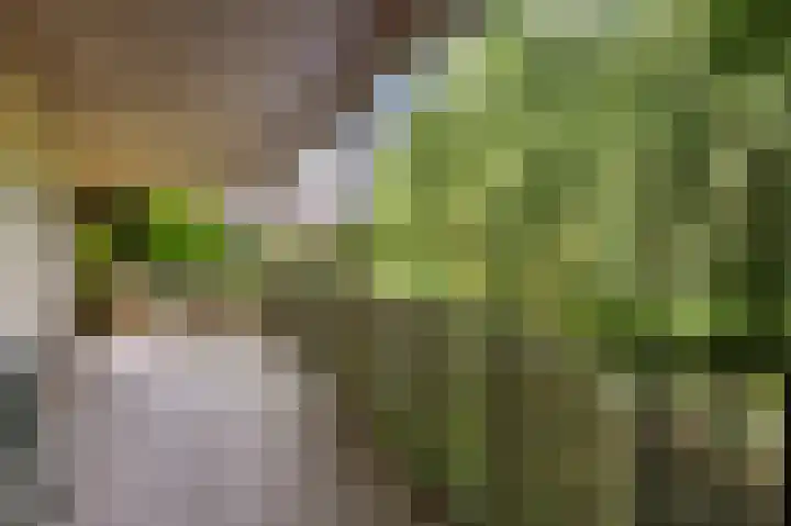 Kievit 1 Grootegast thumbnail 30