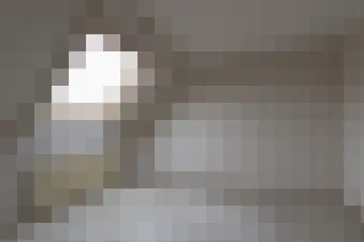Kievit 45 Sprang-Capelle thumbnail 12