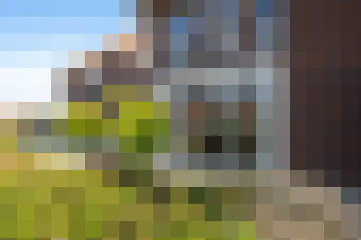 Kievit 56 Maurik thumbnail 11