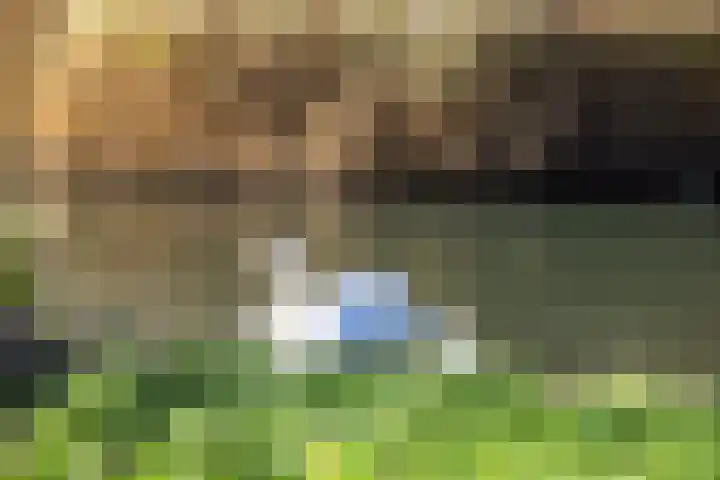 Kievit 56 Maurik thumbnail 6