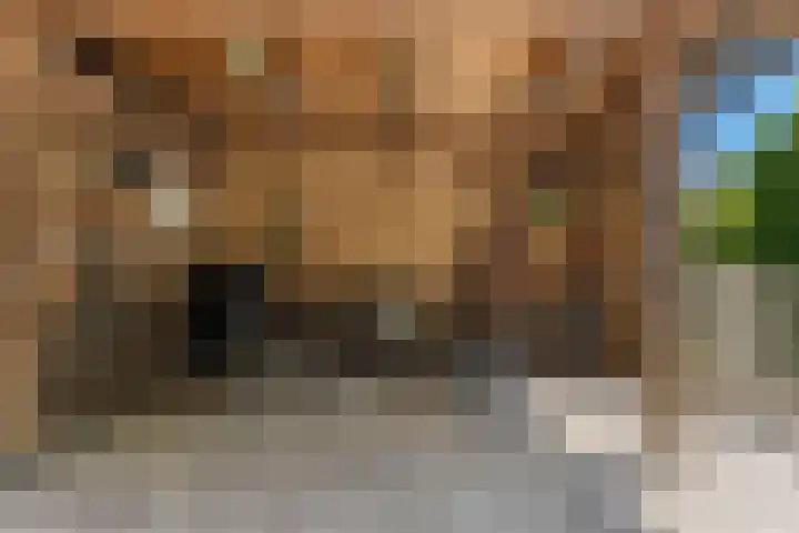 Kievitsweg 95 Ridderkerk thumbnail 56