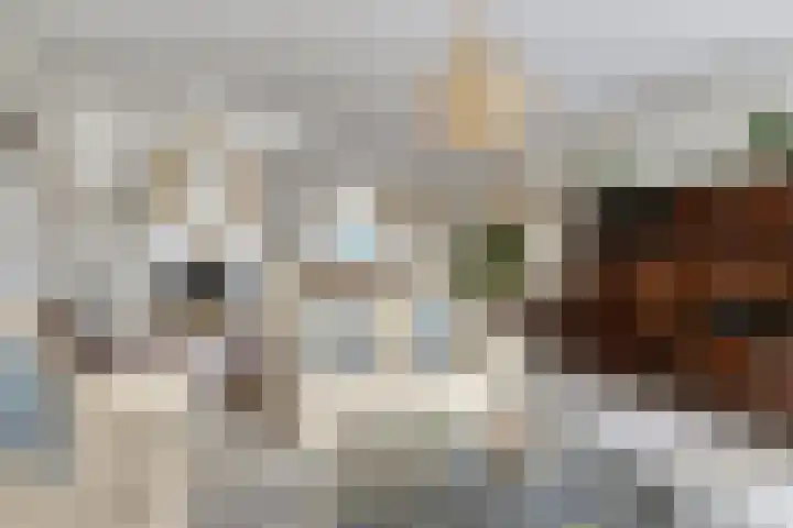Klaproos 20 Purmerend thumbnail 11