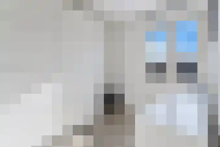 Klaproos 23 Eijsden thumbnail 20