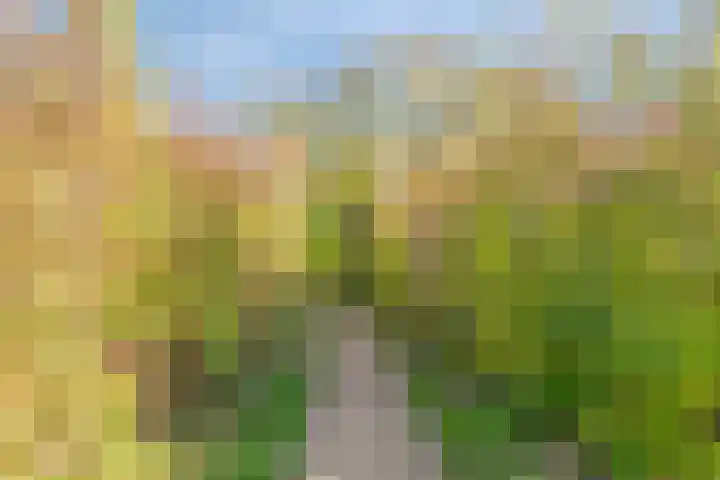Klaproos 24 Leiden thumbnail 41