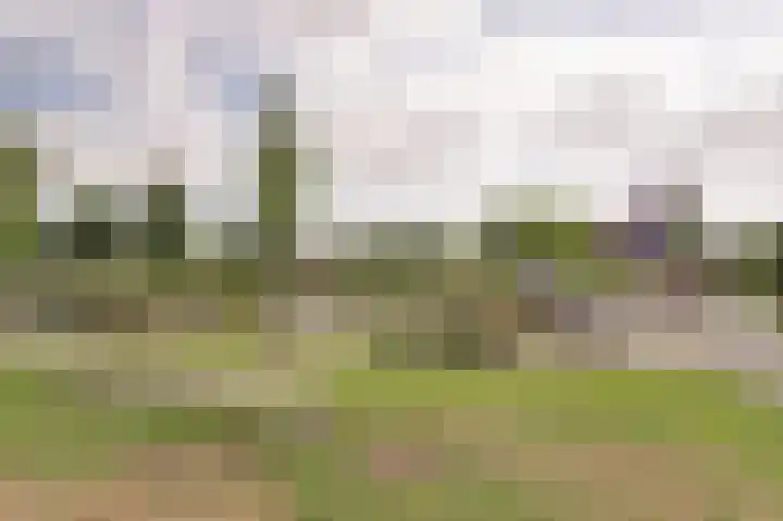 Klaproos 29 Dongen thumbnail 4
