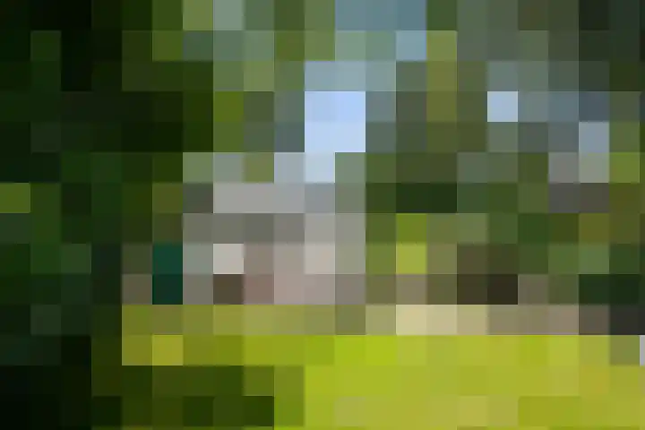 Klaproos 3 Didam thumbnail 33