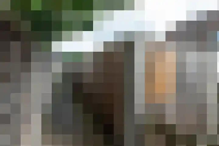 Klaproos 51 Hardenberg thumbnail 33