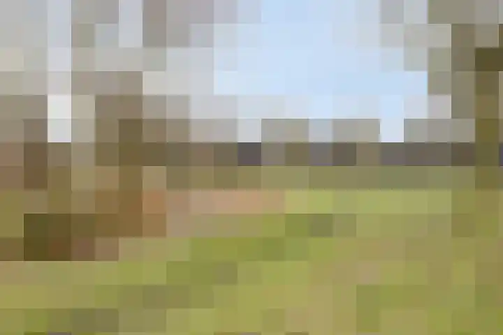 Klaproos 66 Hapert thumbnail 42
