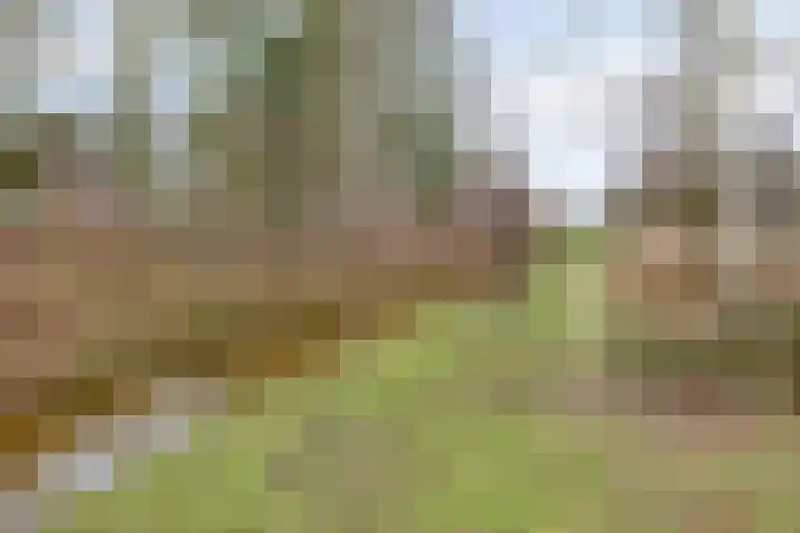 Klaproos 66 Hapert thumbnail 43