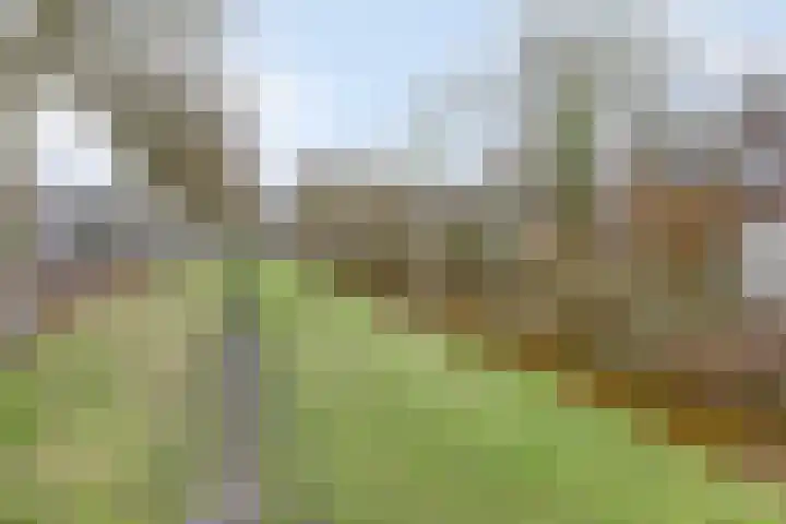 Klaproos 66 Hapert thumbnail 44