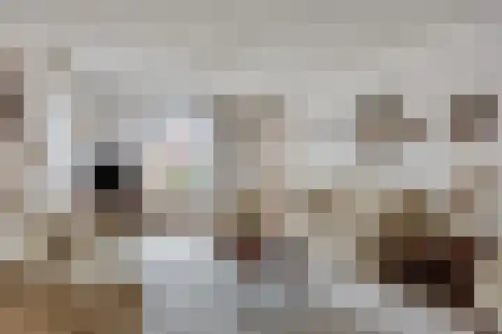 Klaproos 66 Hapert thumbnail 8