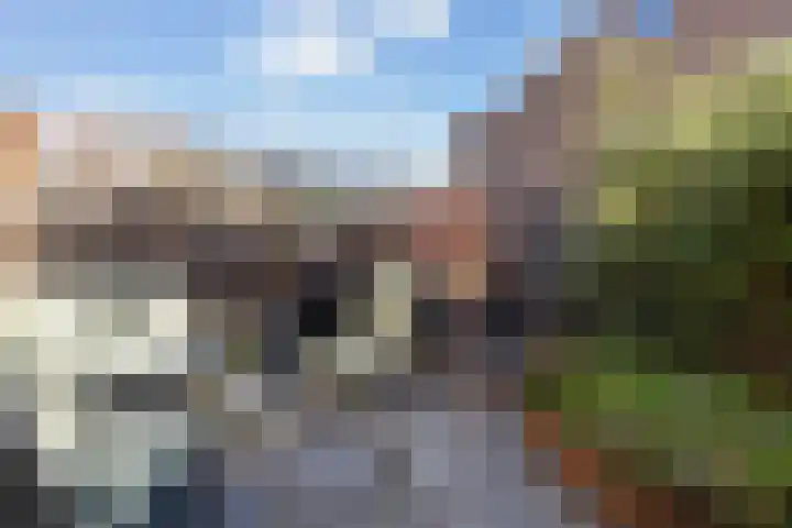 Klaproosweide 3 Woerden thumbnail 17