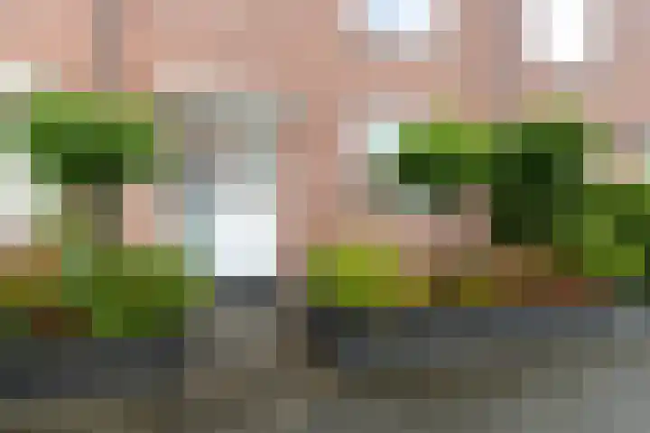 Klaproosweide 3 Woerden thumbnail 4