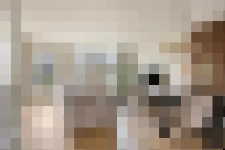 Klaver 28 Cuijk foto 2