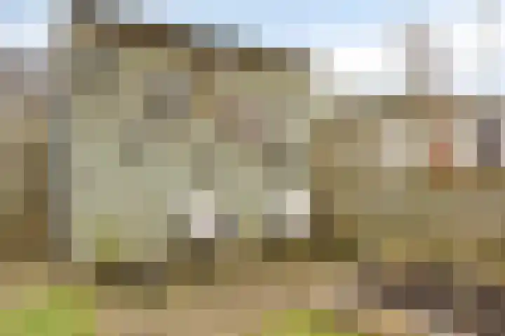 Klaver 28 Cuijk thumbnail 33