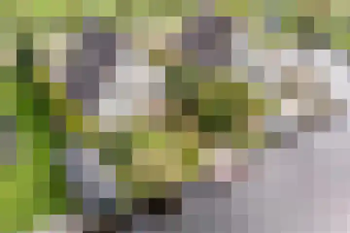 Kleasterwei 15 Goingarijp thumbnail 46