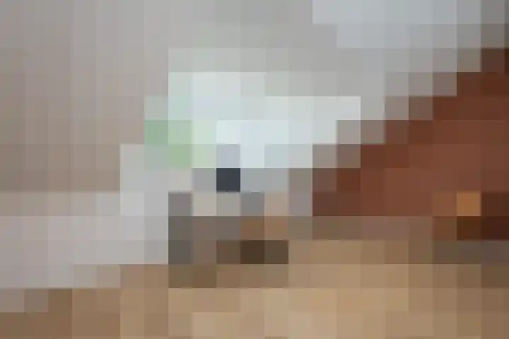 Kleihorst 24 Enter thumbnail 19