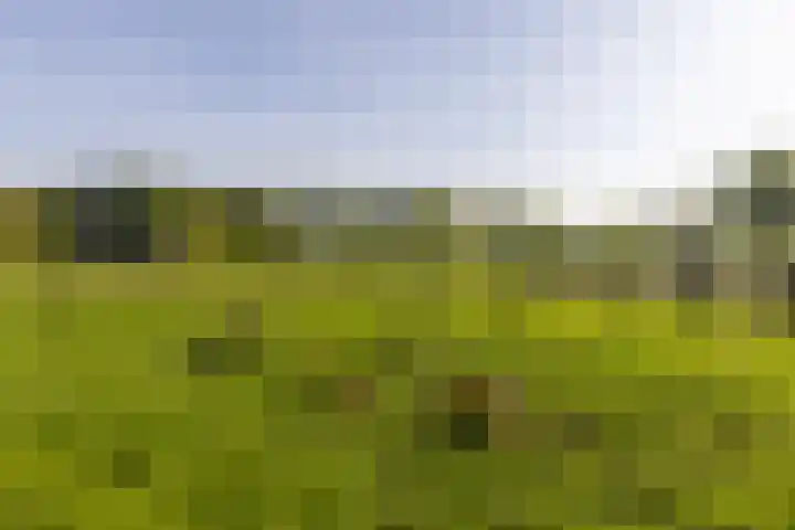 Klein Moorst 14 Woudenberg thumbnail 43