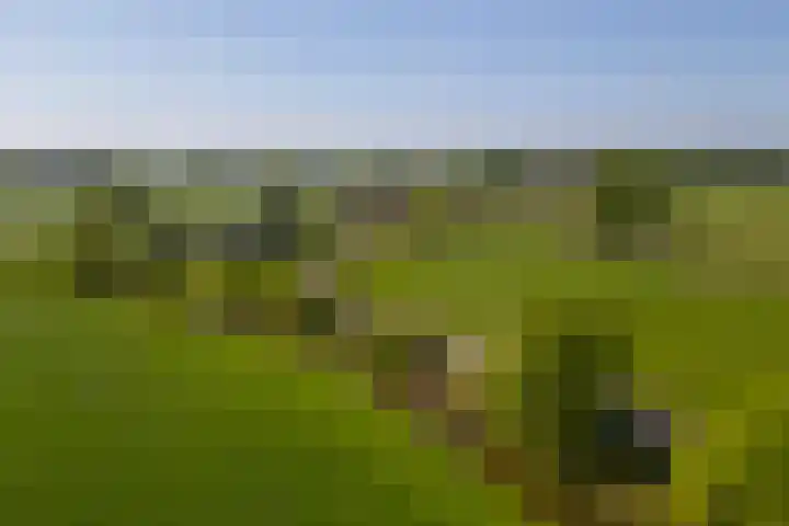 Klein Moorst 14 Woudenberg thumbnail 66