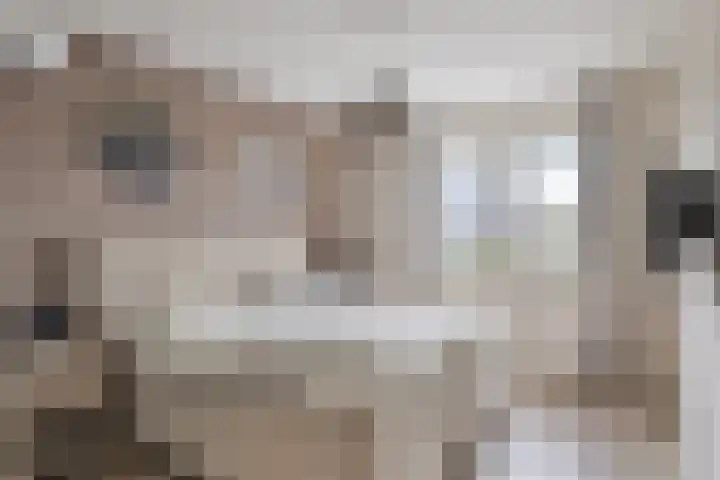 Kleine Hassel 11 Lage Mierde thumbnail 24
