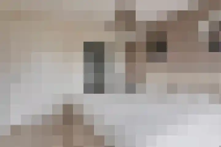 Kleine Hassel 11 Lage Mierde thumbnail 25