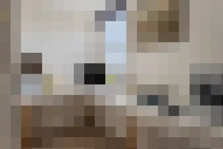 Kleine Hassel 11 Lage Mierde thumbnail 40