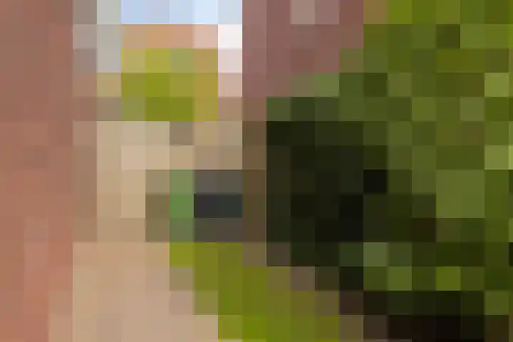 Kleine Hassel 11 Lage Mierde thumbnail 48