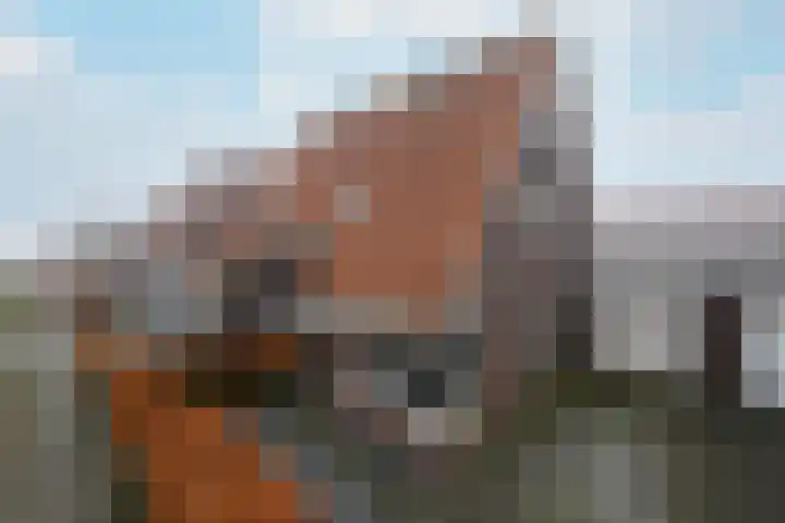 Kleine vos 10 en Wolvega
