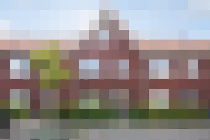 Kleine vos 8 en 's-Gravenzande