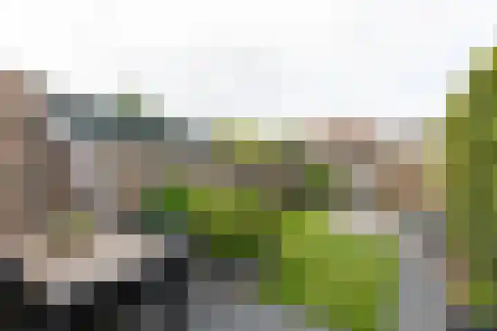 Kleipeer 7 Duiven thumbnail 44