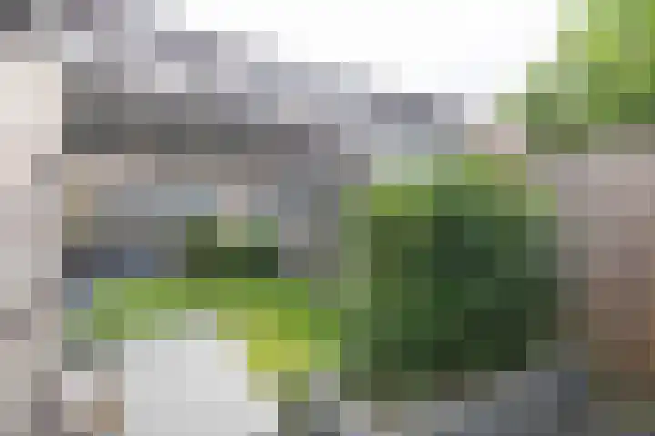 Kleipeer 7 Duiven thumbnail 48