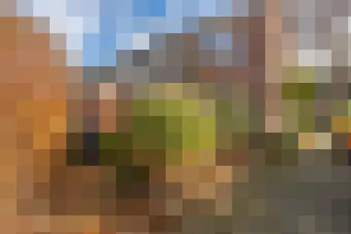 Klimopzoom 52 Leiderdorp