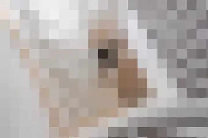 Klokstaart 69 Eersel thumbnail 27