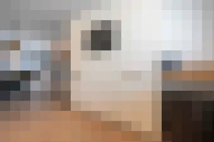 Kloosterhof 2 Bosschenhoofd thumbnail 19
