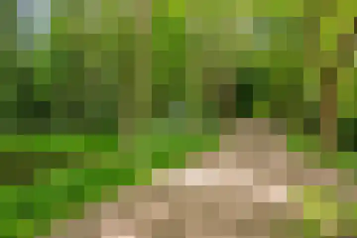Kloosterwei 231 Warmond thumbnail 40