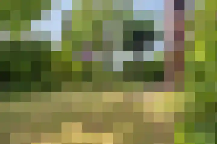 Knollenberg 16 Mook thumbnail 33