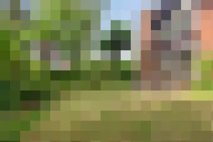 Knollenberg 16 Mook thumbnail 34