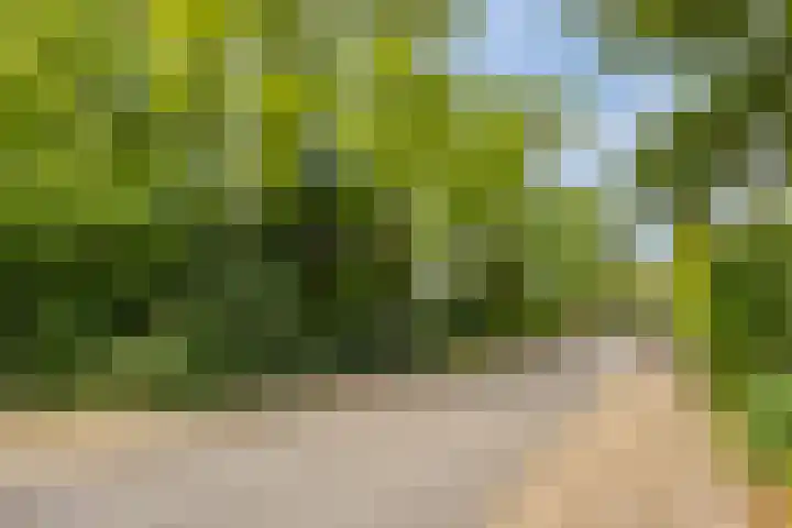 Knollenberg 16 Mook thumbnail 39