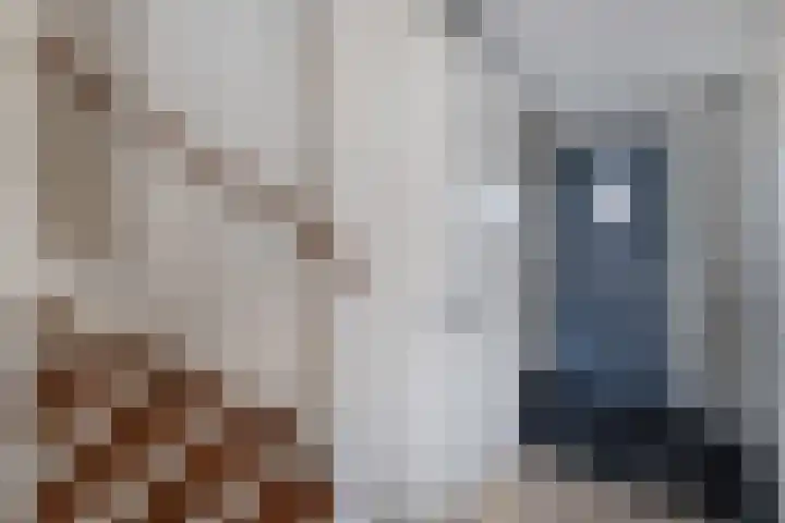 Knopbies 120 Assendelft thumbnail 8