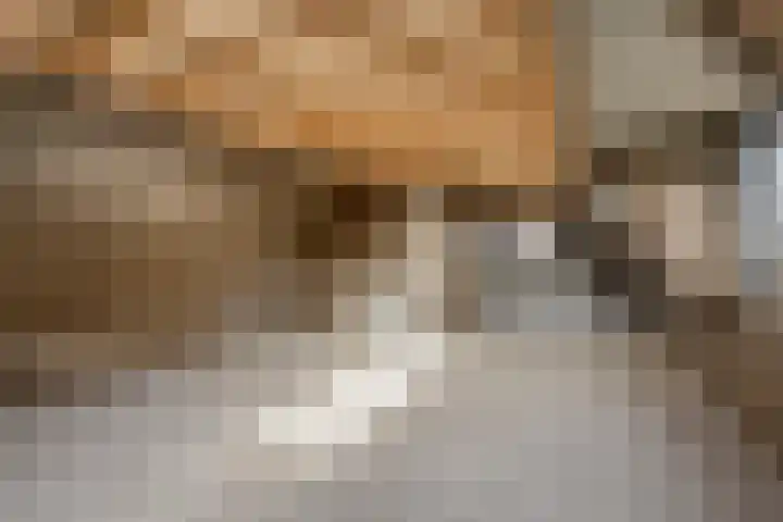 Knopbies 15 Assendelft thumbnail 26