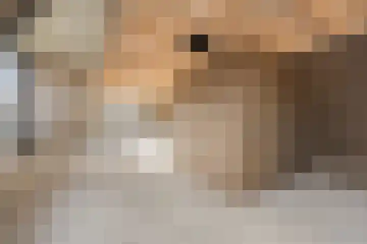 Knopbies 15 Assendelft thumbnail 28