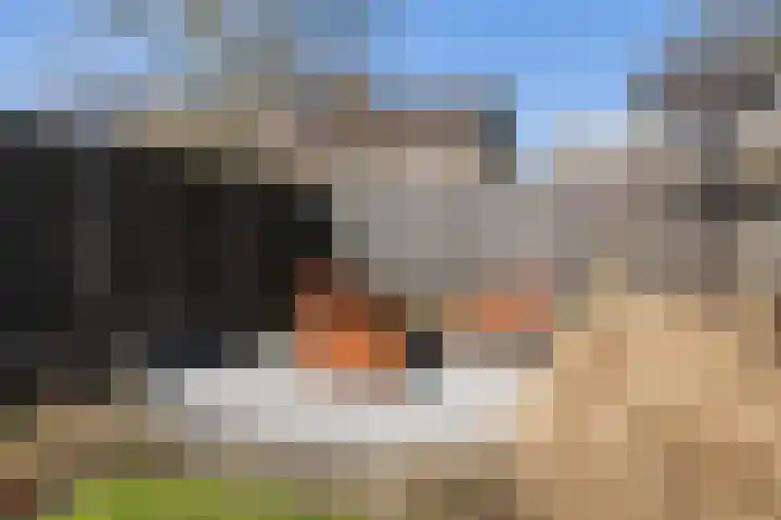 Koaikamp 6 Hurdegaryp thumbnail 32