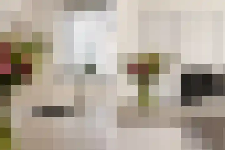 Kobbe 45 Dokkum thumbnail 4