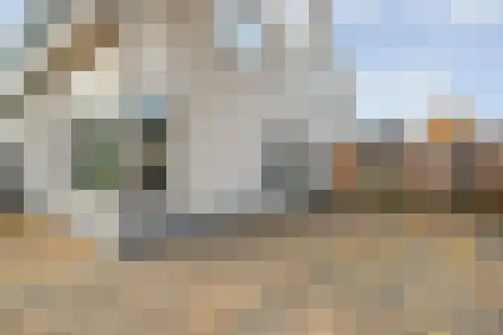Koekoeksbloem 2 Hardenberg thumbnail 4