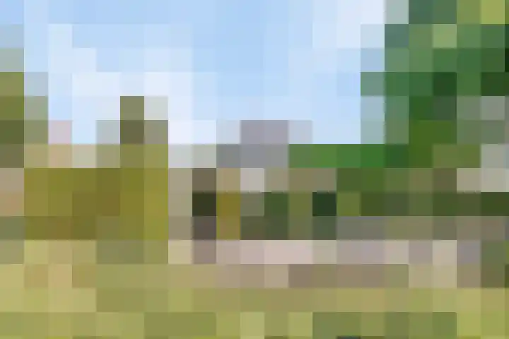 Koekoeksbloem 6 in Heerjansdam