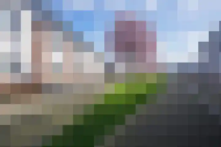 Koekoeksbloem 61 Eijsden thumbnail 37