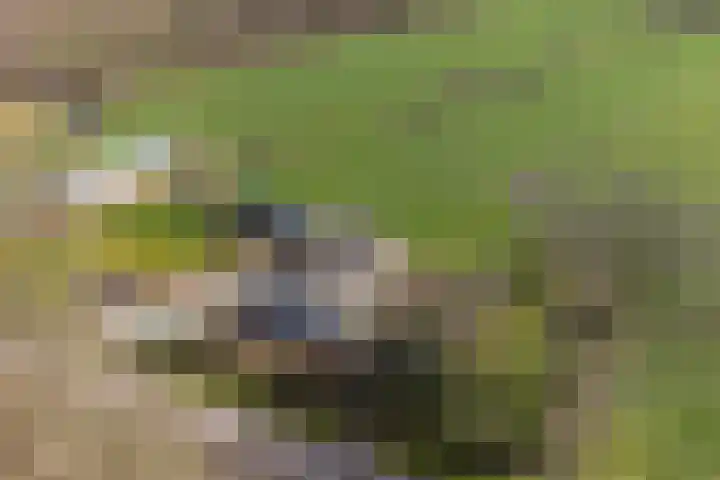 Koekoeksweg 12 Dwingeloo